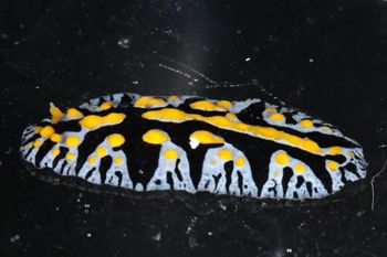 Media type: image;   Malacology 393774 Description: live specimen;